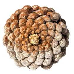 Pinecone mathematical analysis - Optimal Growth