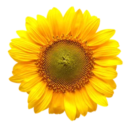 Sunflower mathematical analysis - Maximum Efficiency